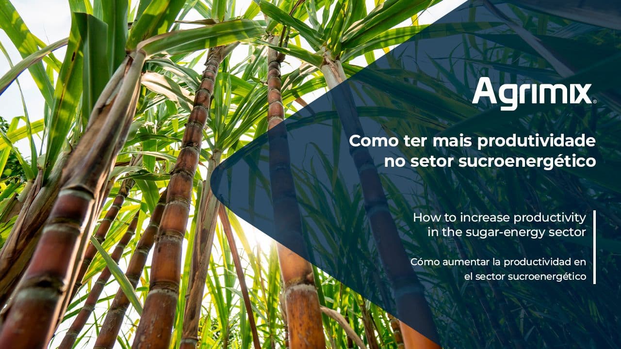 How to increase productivity in the sugarcane sector